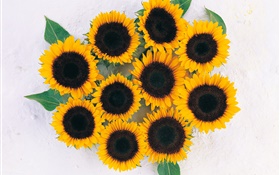Many sunflowers HD wallpaper