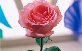 One pink rose HD wallpaper