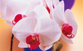 Phalaenopsis white petals HD wallpaper