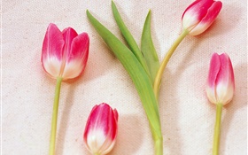 Pink white petals tulips HD wallpaper