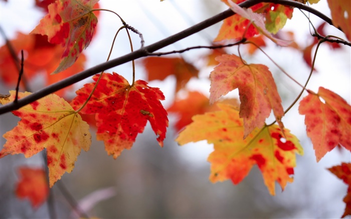 Red leaves, twigs, autumn Wallpapers Pictures Photos Images