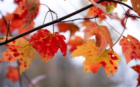 Red leaves, twigs, autumn HD wallpaper