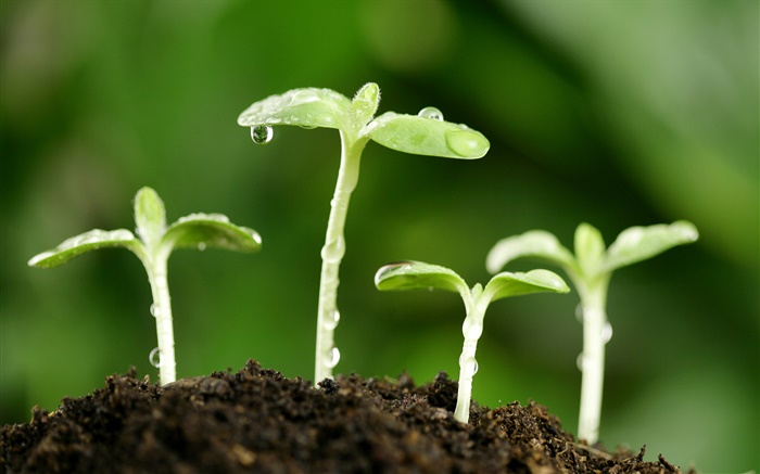 Spring, shoots, dew Wallpapers Pictures Photos Images
