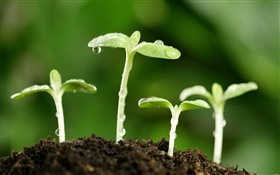 Spring, shoots, dew HD wallpaper