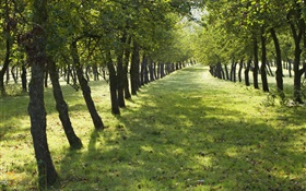 Summer, trees, road, green grass HD wallpaper