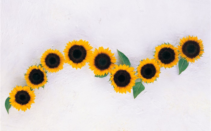Sunflowers, white background Wallpapers Pictures Photos Images