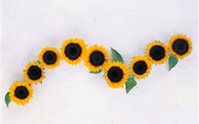 Sunflowers, white background