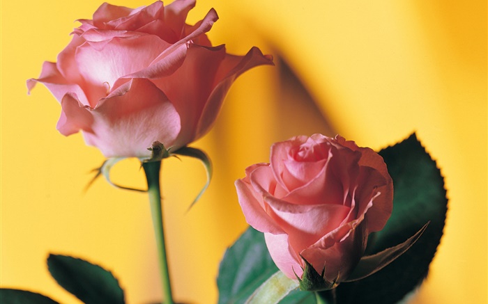 Pink rose, yellow background Wallpapers Pictures Photos Images