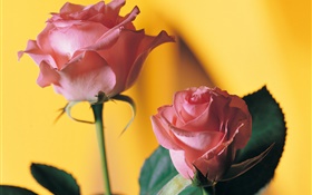 Pink rose, yellow background HD wallpaper