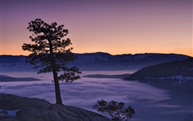 Tree, fog, mountains, dawn HD wallpaper