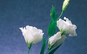 White carnations HD wallpaper