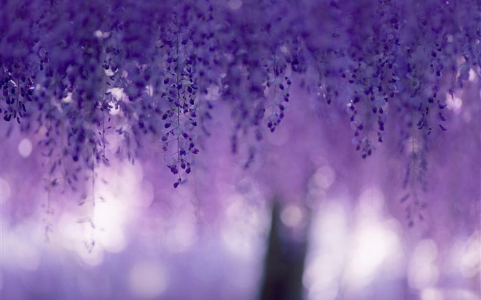 Wisteria, purple flowers, curtains Wallpapers Pictures Photos Images