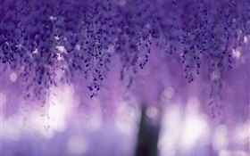 Wisteria, purple flowers, curtains