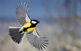 Chickadee flight, wings HD wallpaper