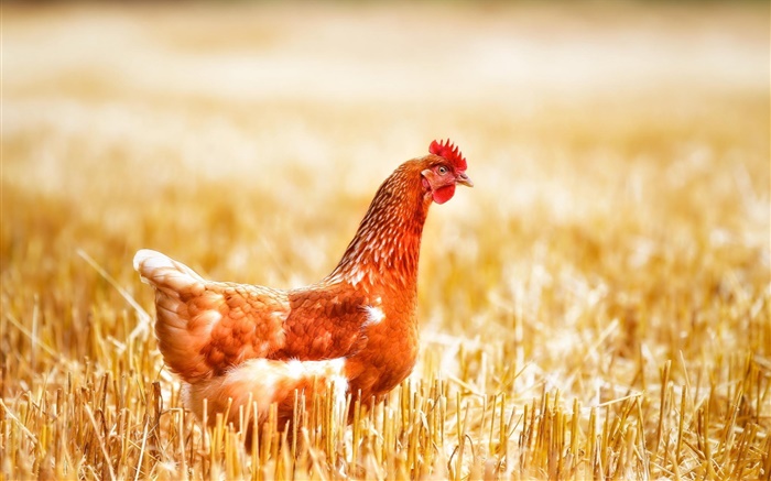 Chicken in grass Wallpapers Pictures Photos Images