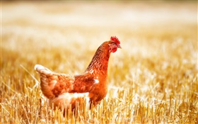 Chicken in grass HD wallpaper