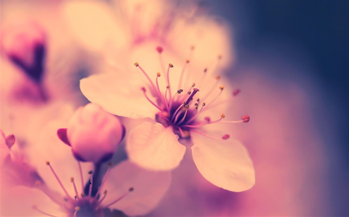 Flower close-up, retro style Wallpapers Pictures Photos Images