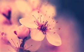 Flower close-up, retro style HD wallpaper