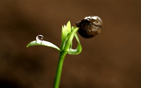 Green sprout close-up HD wallpaper