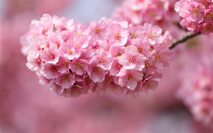 Pink cherry flowers blossom, spring Wallpapers Pictures Photos Images