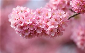 Pink cherry flowers blossom, spring HD wallpaper