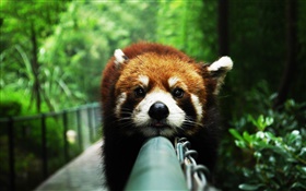 Red panda rest on fence HD wallpaper