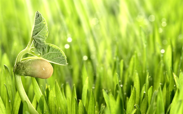 Spring, grass, sprout, green Wallpapers Pictures Photos Images