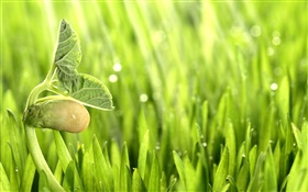 Spring, grass, sprout, green HD wallpaper