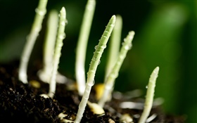 Sprout, dew, spring HD wallpaper