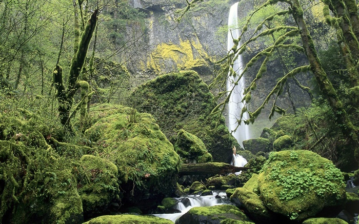 Waterfall, moss, stones, trees Wallpapers Pictures Photos Images