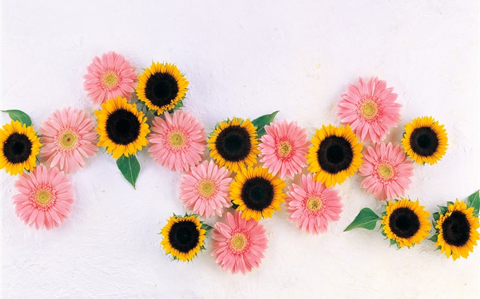 Yellow sunflowers, pink chamomiles Wallpapers Pictures Photos Images