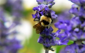 Insect bee, blue flowers, bokeh HD wallpaper