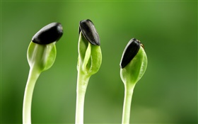Sunflower sprout close-up HD wallpaper
