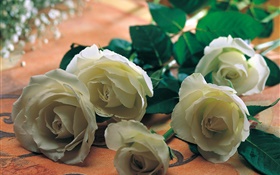 White rose flowers HD wallpaper
