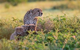 Africa, Tanzania, cheetahs family, bushes HD wallpaper