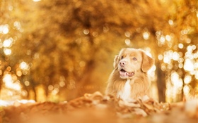 Autumn, dog, glare, blurry HD wallpaper