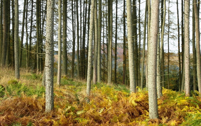 Autumn, grass, trees, forest, slope Wallpapers Pictures Photos Images