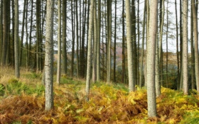 Autumn, grass, trees, forest, slope HD wallpaper