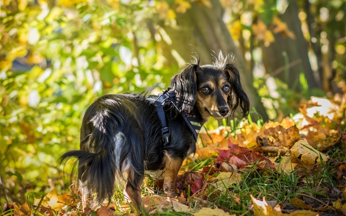 Black dog look back, leaves, autumn Wallpapers Pictures Photos Images