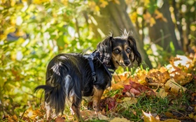 Black dog look back, leaves, autumn HD wallpaper