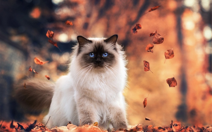 Blue eyes cat, autumn, leaves Wallpapers Pictures Photos Images