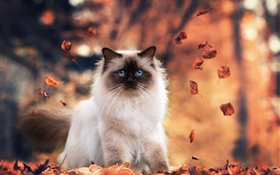 Blue eyes cat, autumn, leaves