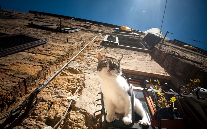 Cat sit at window to observation Wallpapers Pictures Photos Images