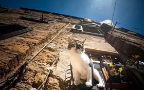 Cat sit at window to observation HD wallpaper