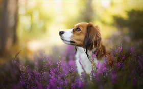 Dog, flowers, blurry HD wallpaper