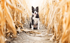 Dog front view, cornfield HD wallpaper