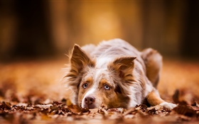 Dog have a rest, autumn, leaves HD wallpaper