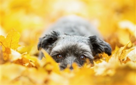 Dog hidden in the yellow leaves, autumn HD wallpaper