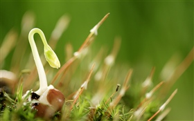 Grass, buds, spring HD wallpaper
