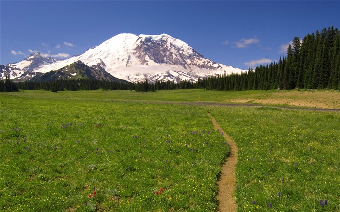 Grass, tree, path, mountain, snow Wallpapers Pictures Photos Images